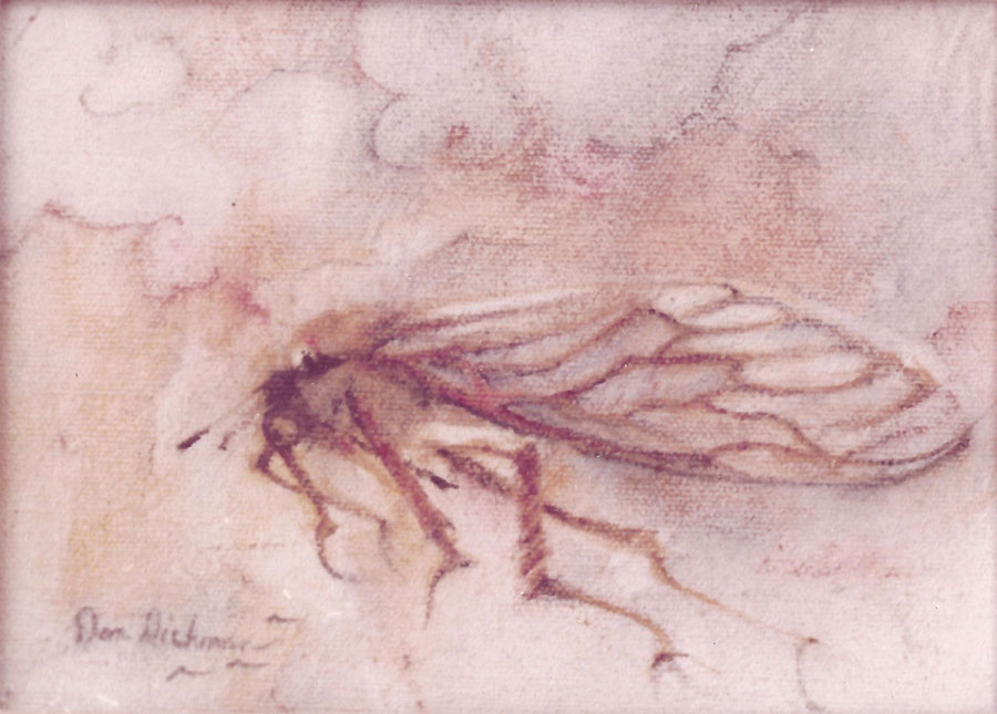 cicada